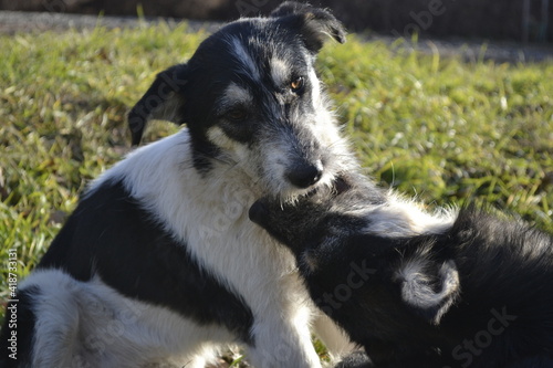 black and white dogs