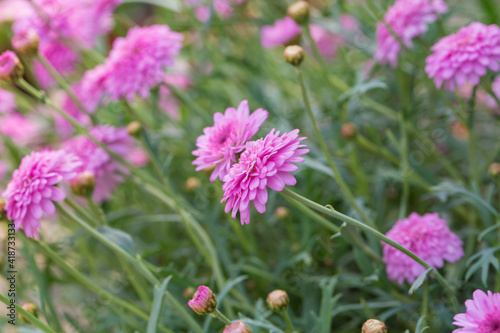 Asteraceae Chrysanthemum flowers wood outdoor blooming pink   Argyranthrmum frutescens