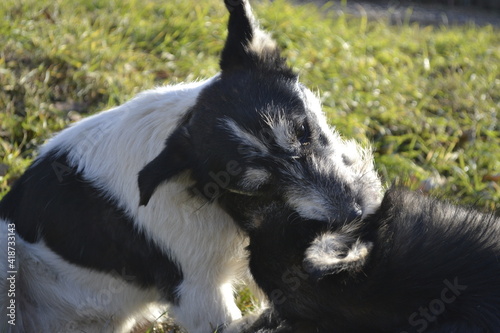 border collie puppy