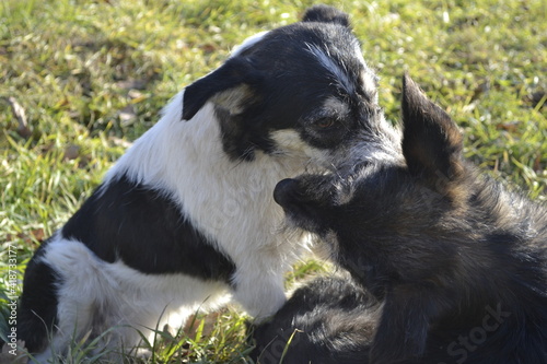 border collie puppy