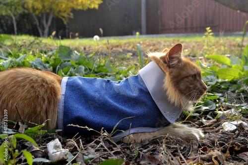 cat on the grass