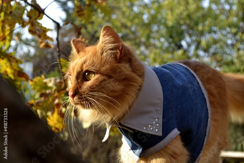 cat in the jacket
