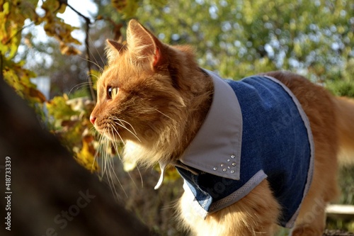 cat in the garden