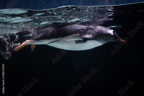 Penguin in Aquarium