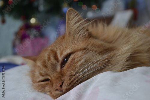 cat in a christmas hat
