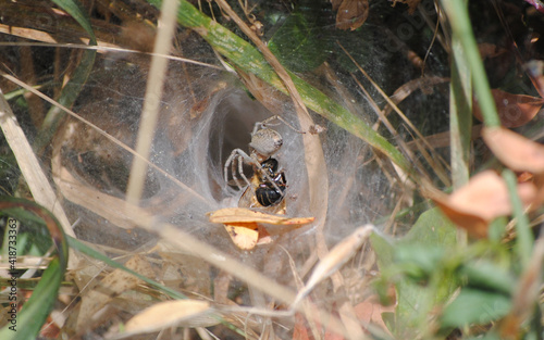 abelha na teia da aranha photo