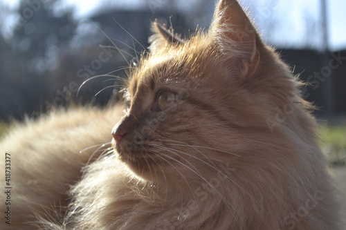 portrait of a cat