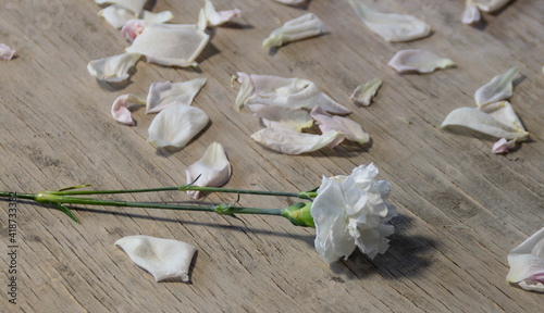white carnation and white petals on a wooden background