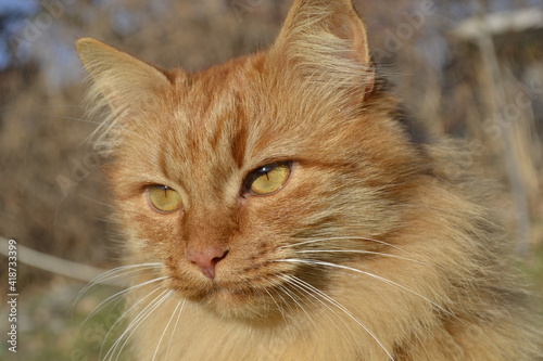 portrait of a cat