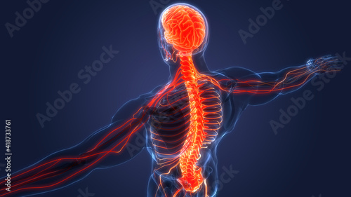 Foto Central Organ of Human Nervous System Brain Anatomy