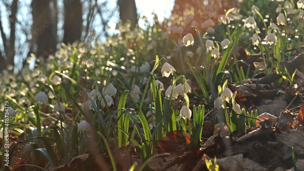 Obraz premium Blühende Märzenbecher (Leucojum vernum) im Wald