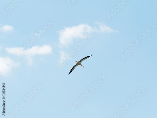  Ciconia ciconia   White stork in flight like a glider on blue sky  with outspread and unmoving wings taking advantage of air thermal