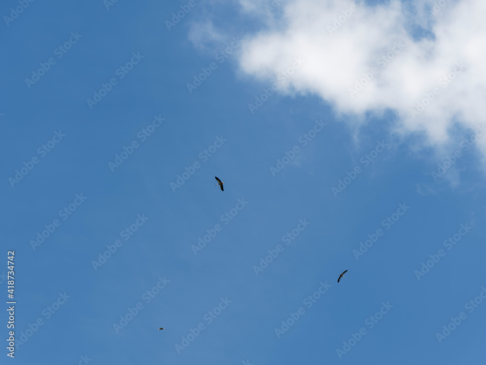 A flock of White storks (Ciconia ciconia) in flight on blue sky taking advantage of air thermal