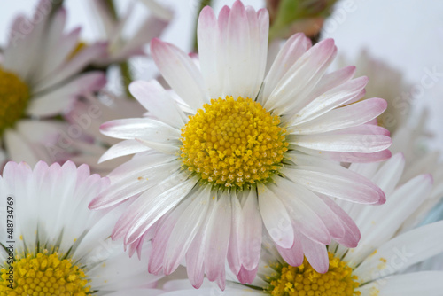 Close-up of daisies in springtime