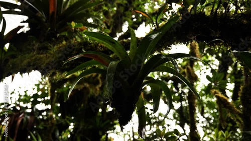 Bromeliads monocot flowering plants on a tree Monteverde cloud forest Costa Rica  photo