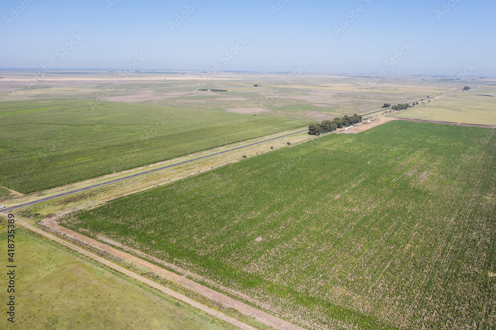 Cultivated fields in the Pampas region, Argentina.