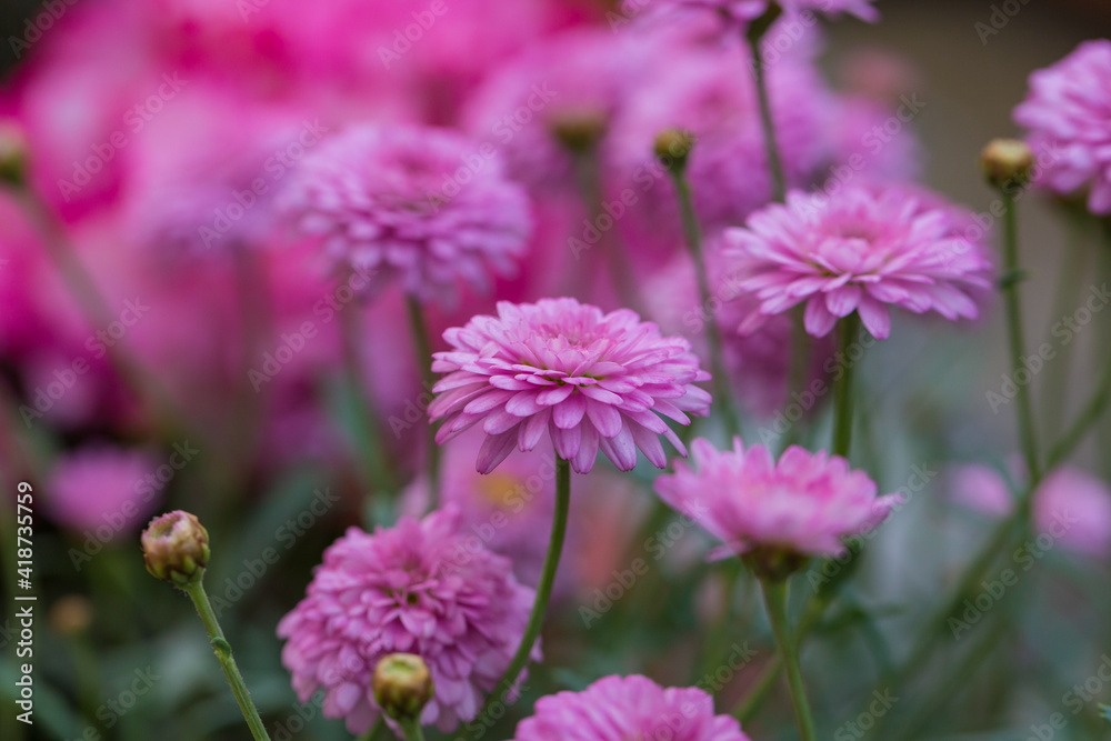 Asteraceae Chrysanthemum flowers wood outdoor blooming pink,Argyranthrmum frutescens Asteraceae Chrysanthemum flowers wood outdoor blooming pink,Argyranthrmum frutescens