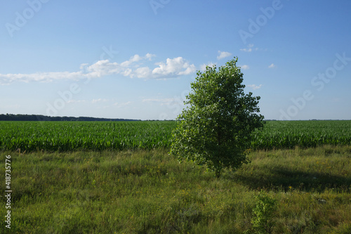 One tree on a sunny summer day near a farm field. Scenery. A tree in a field under a blue sky.