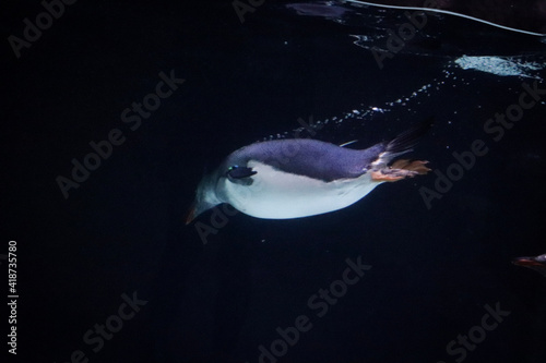 Penguin in aquarium
