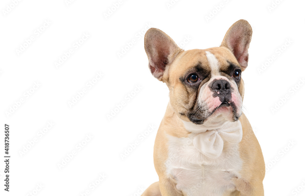 Obraz premium portrait of cute french bulldog wear white bowtie isolated