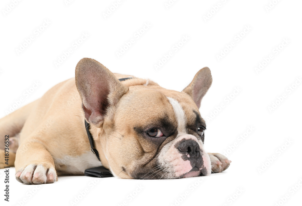 an anorexic french bulldog lying on a white background,