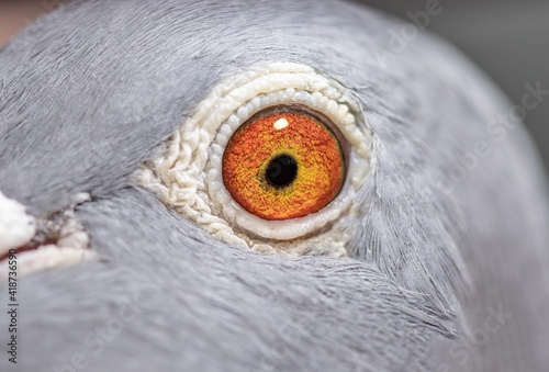 Unique, colorful, wild pigeon eye. Macro picture