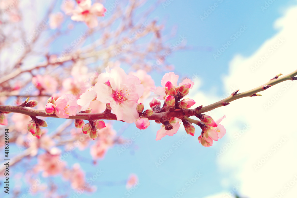background of spring cherry blossoms tree. selective focus background of spring cherry blossoms tree. selective focus