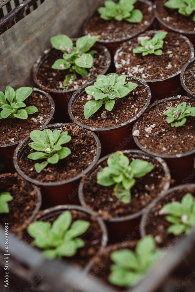 Set of young seedlings of flowers in plastic pots after transplanting. Strong seedlings of petunia. Gardening, floriculture. Soft selective focus, defocus. Set of young seedlings of flowers in plastic pots after transplanting. Strong seedlings of petunia. Gardening, floriculture. Soft selective focus, defocus.