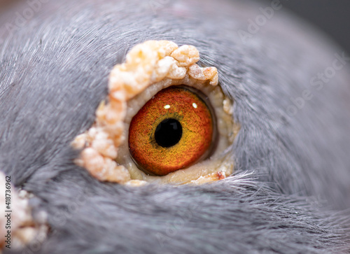 Unique, colorful, wild pigeon eye. Macro picture © Bedo