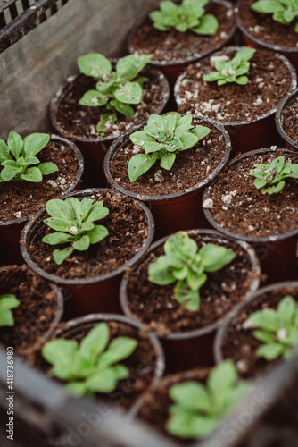 Set of young seedlings of flowers in plastic pots after transplanting. Strong seedlings of petunia. Gardening, floriculture. Soft selective focus, defocus.