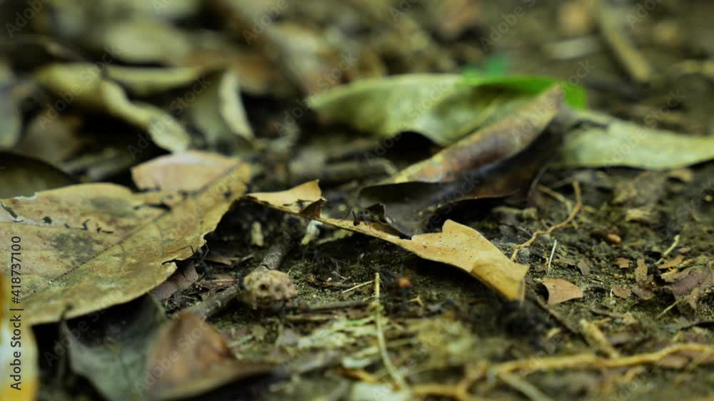 Army ants walking on leaves on the ground eciton burchelli Costa Rica Army ants walking on leaves on the ground eciton burchelli Costa Rica