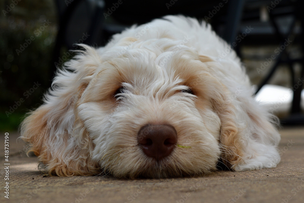 Cockapoo puppy Cockapoo puppy