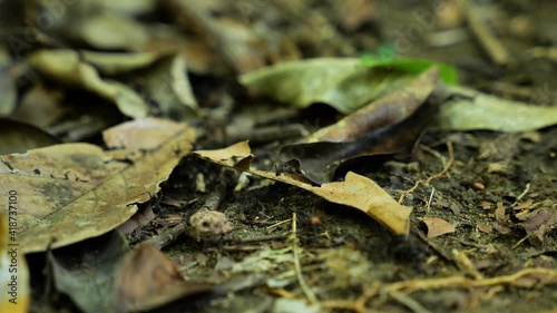 Army ants walking on leaves on the ground eciton burchelli Costa Rica  photo