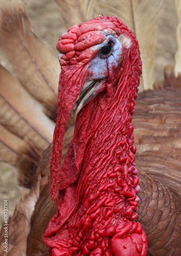 Turkey portrait