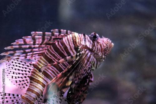 coral reef in aquarium