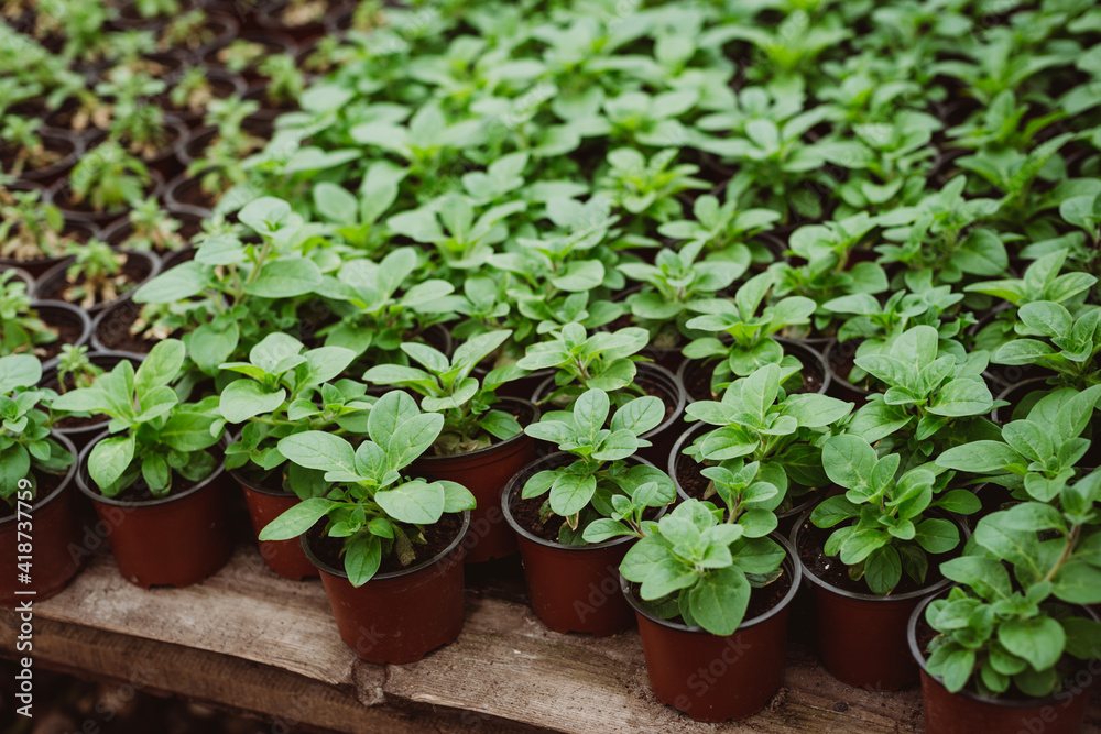 Set of young seedlings of flowers in plastic pots after transplanting. Strong seedlings of petunia. Gardening, floriculture. Soft selective focus, defocus. Set of young seedlings of flowers in plastic pots after transplanting. Strong seedlings of petunia. Gardening, floriculture. Soft selective focus, defocus.