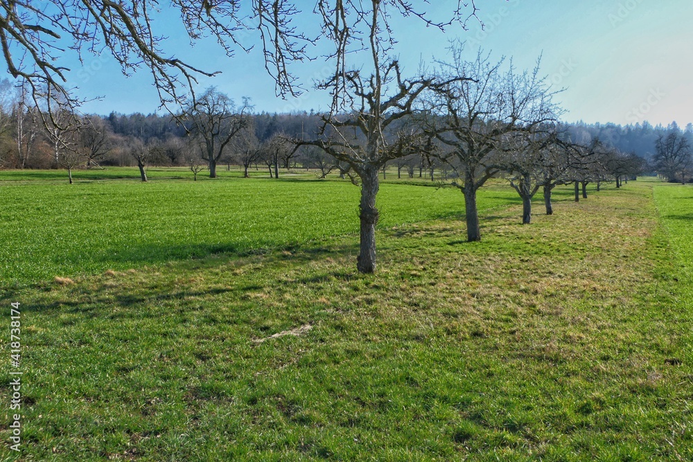 Blick über eine Streuobstwiese mit Wald im Hintergrund kurz vor Frühlingsbeginn Blick über eine Streuobstwiese mit Wald im Hintergrund kurz vor Frühlingsbeginn