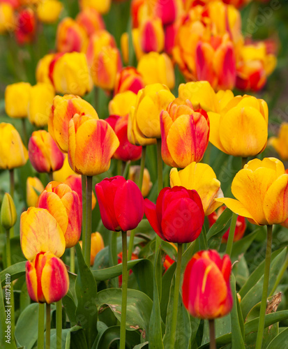 variety colors tulips background on spring. #418738119