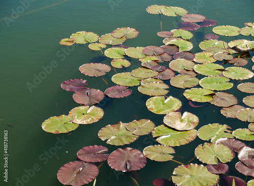 Water lily leaf on pond. Fototapet