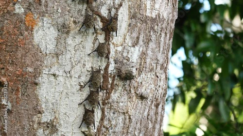 Long nosed bat rhynchonycteris naso Proboscis bat hanging on a tree during the day Costa Rica photo