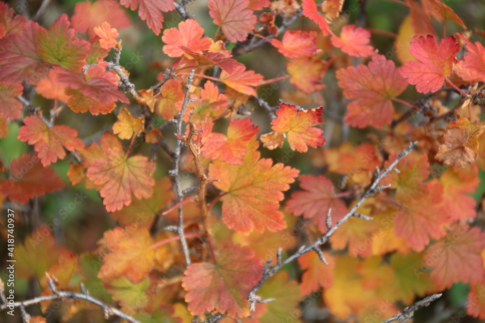 Beauty Of Autumn, Jasper National Park, Alberta Beauty Of Autumn, Jasper National Park, Alberta