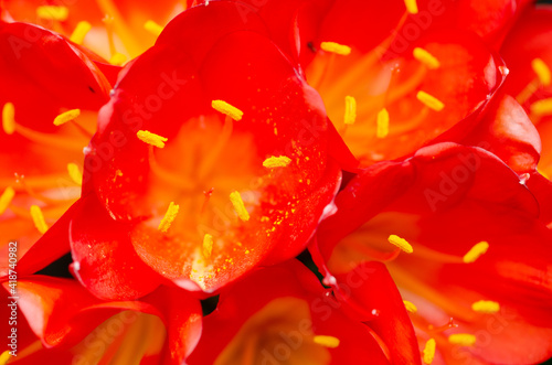 Close up of the stamen in the red flowers of the Clivia Miniata or natal lily