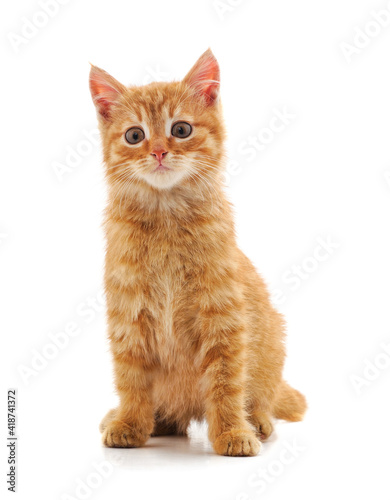 Fototapeta Naklejka Na Ścianę i Meble -  Little red kitten .