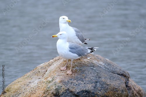 pair of seagulls resting on rocks in water