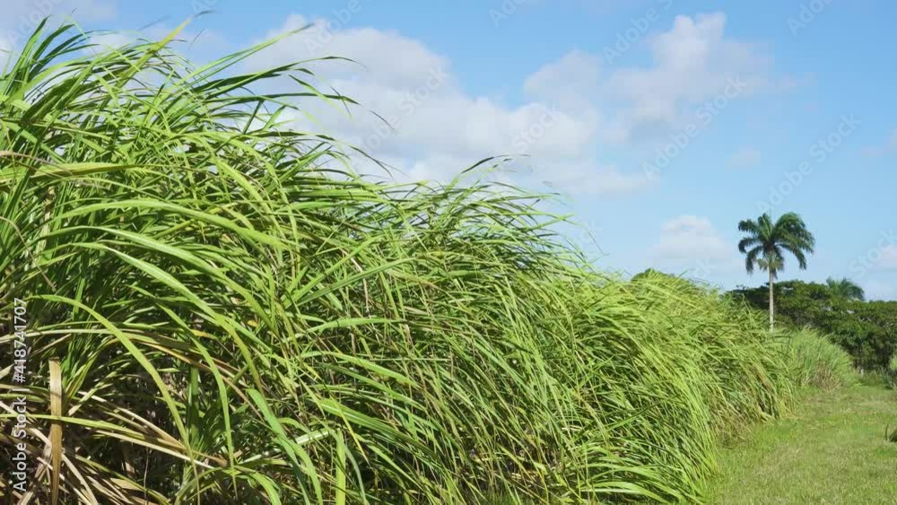 Beautiful green stems of sugar cane 4k stock video. Green grass and blue sky summer landscape of the Dominican Republic. Beautiful green stems of sugar cane 4k stock video. Green grass and blue sky summer landscape of the Dominican Republic.