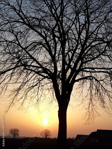 silhouette of a tree at sunsrise