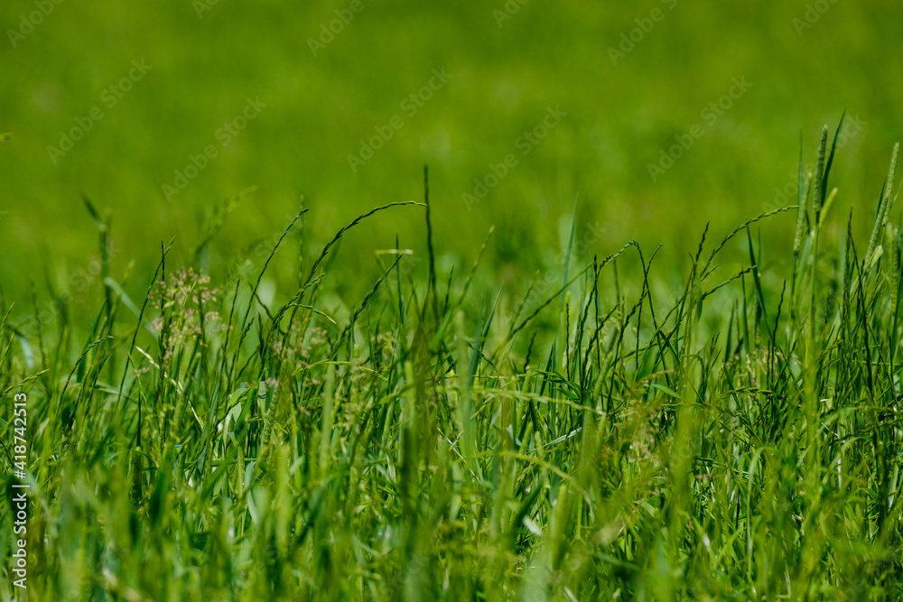 Fototapeta premium green summer meadow abstract texture with flowers and foliage