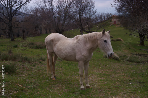 koń zwierze biały trawa zieleń drzewa