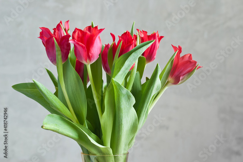 red tulips on a gray background