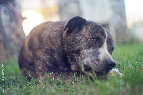 dog portrait on the grass